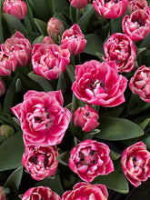 Load image into Gallery viewer, Valentine’s Day Tulips – Pre-Order - Collection Only
