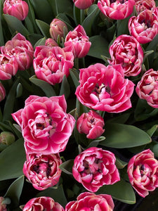 Valentine’s Day Tulips – Pre-Order - Collection Only